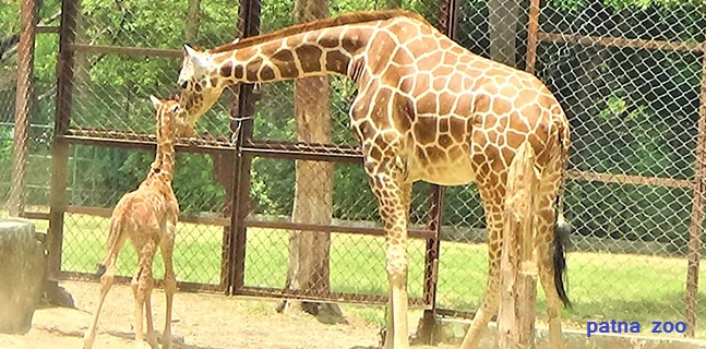 Animal deaths in Patna Zoo worrisome 